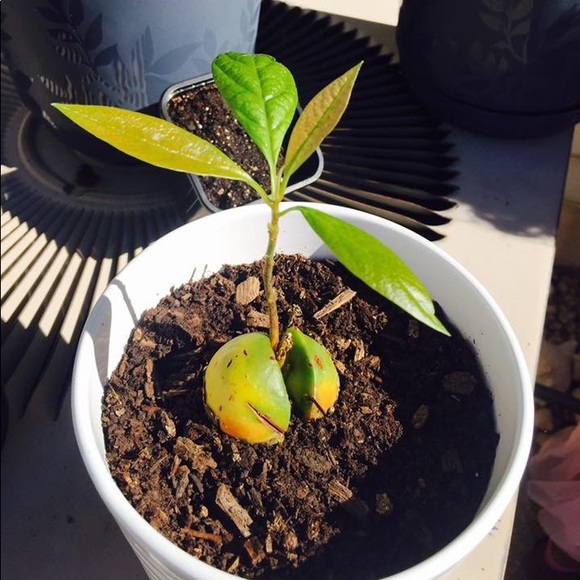 Meet your Posher, Sagnithe - Picture 2 of 2